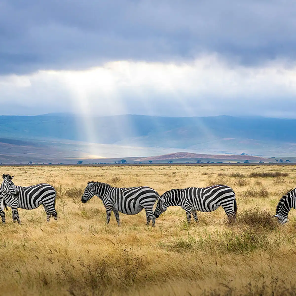 Wildlife and Nature Tours